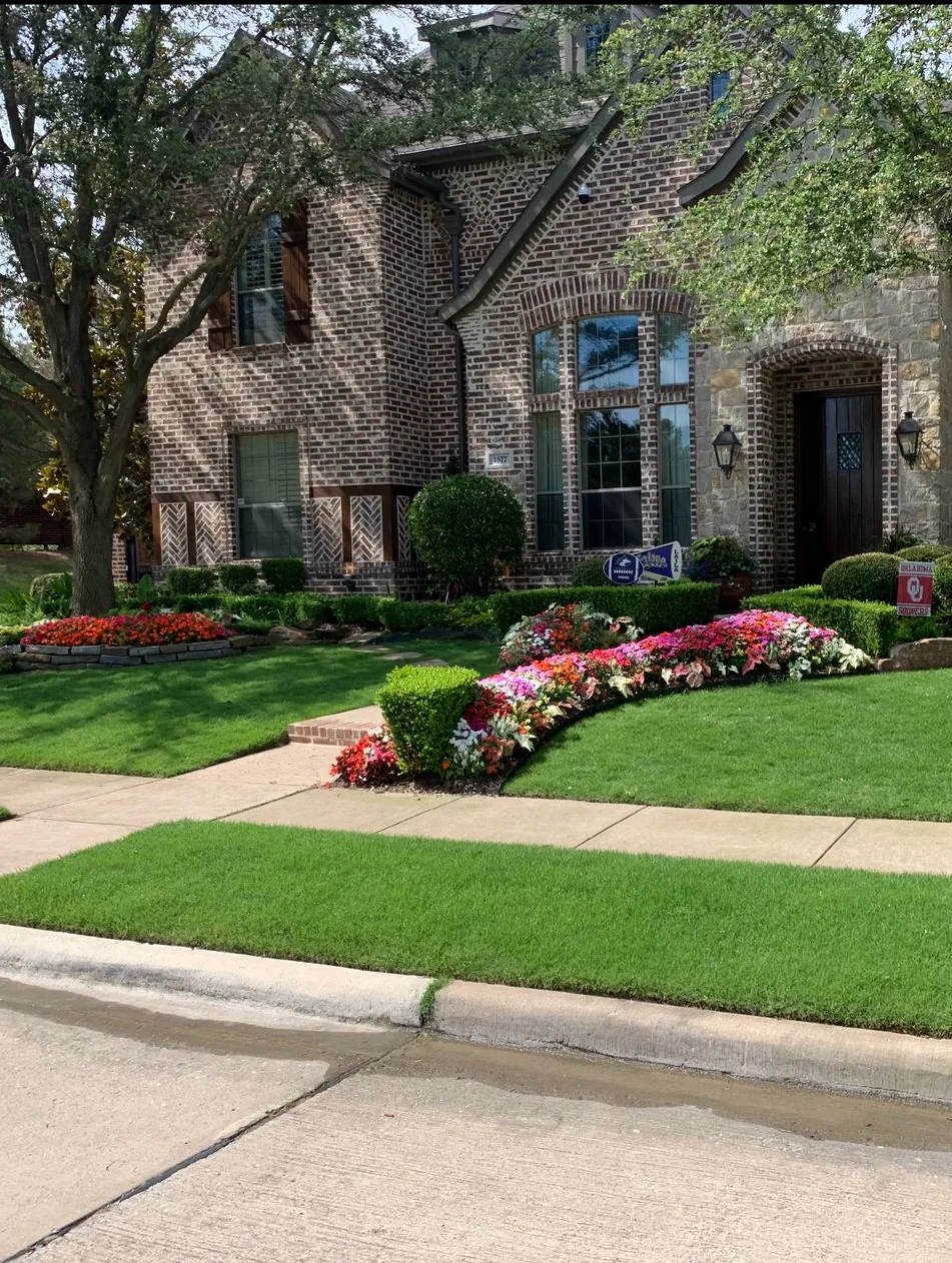 Finished Frisco Landscapes front yard in Plano, TX with a striped lawn and colorful flower beds